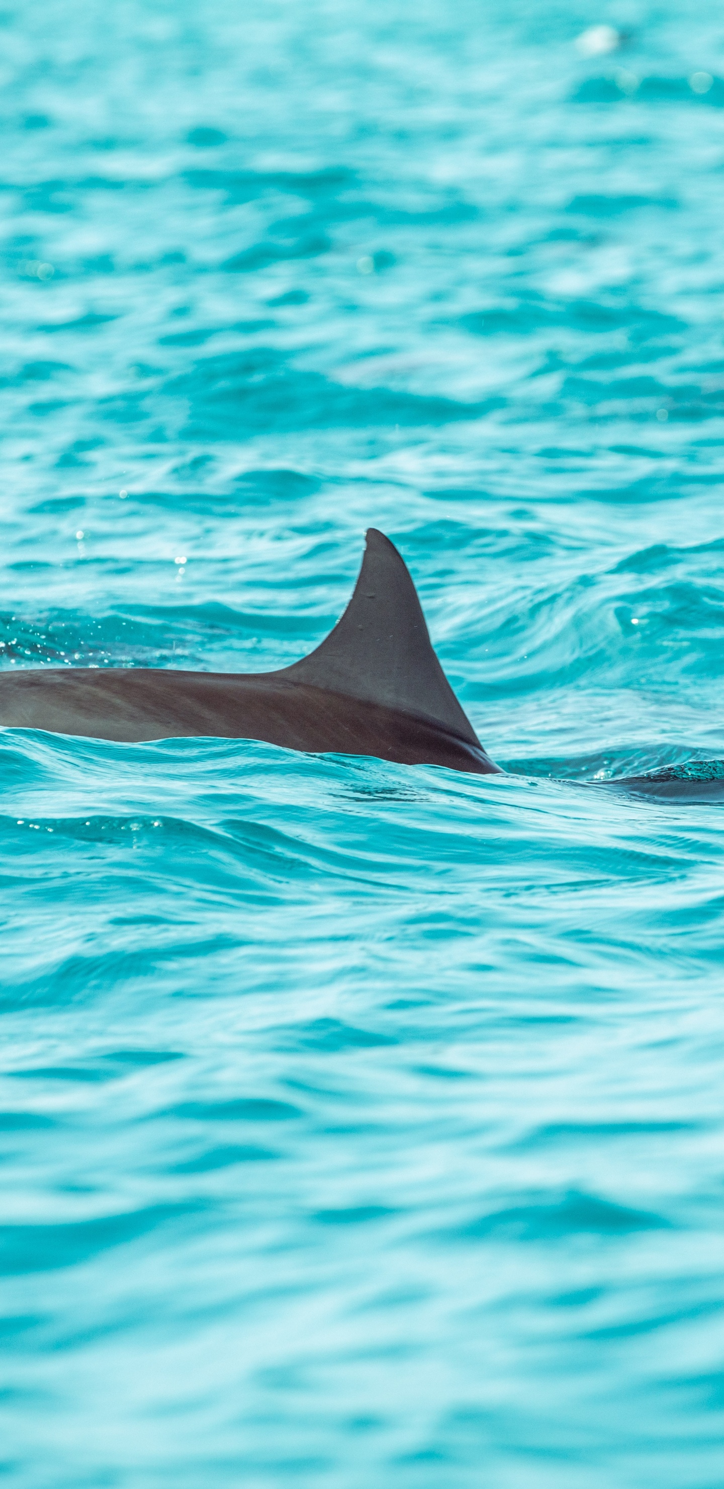 Обои Дельфин, вода, морская биология, китообразных, афалина в разрешении 1440x2960