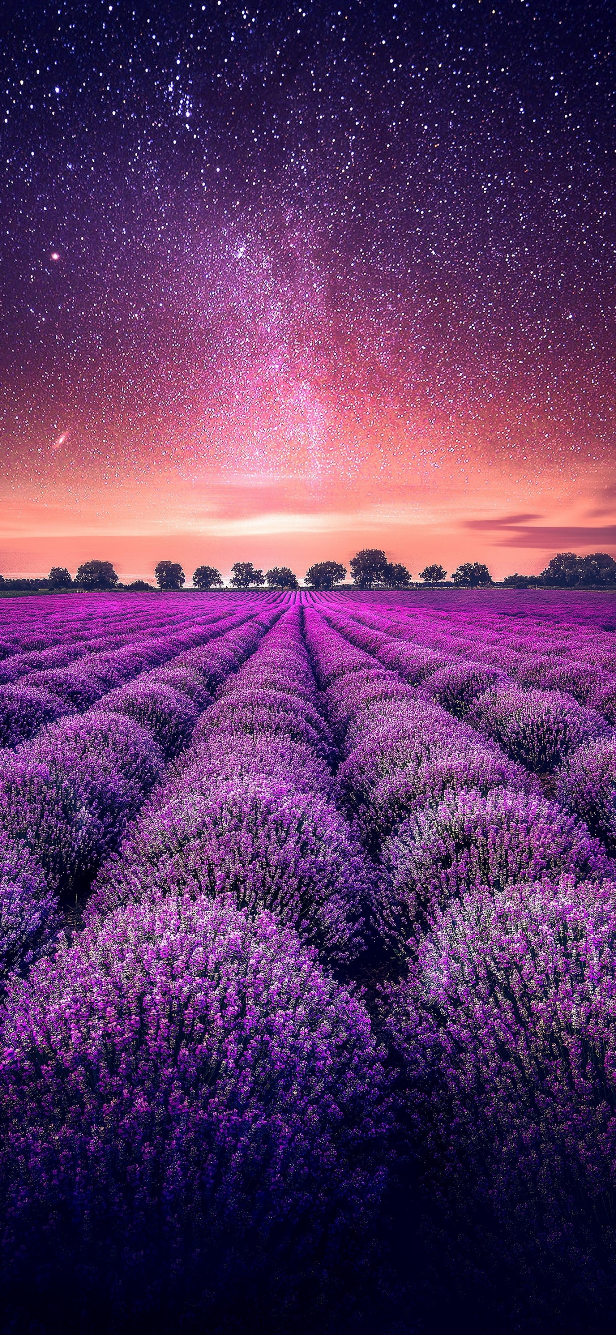 Обои лаванда, сад, растение, цветок, экорегион в разрешении 1242x2688