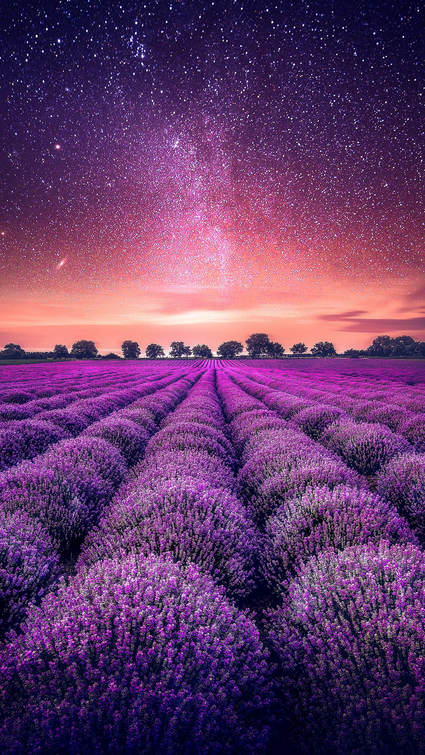 Обои лаванда, сад, растение, цветок, экорегион в разрешении 1440x2560