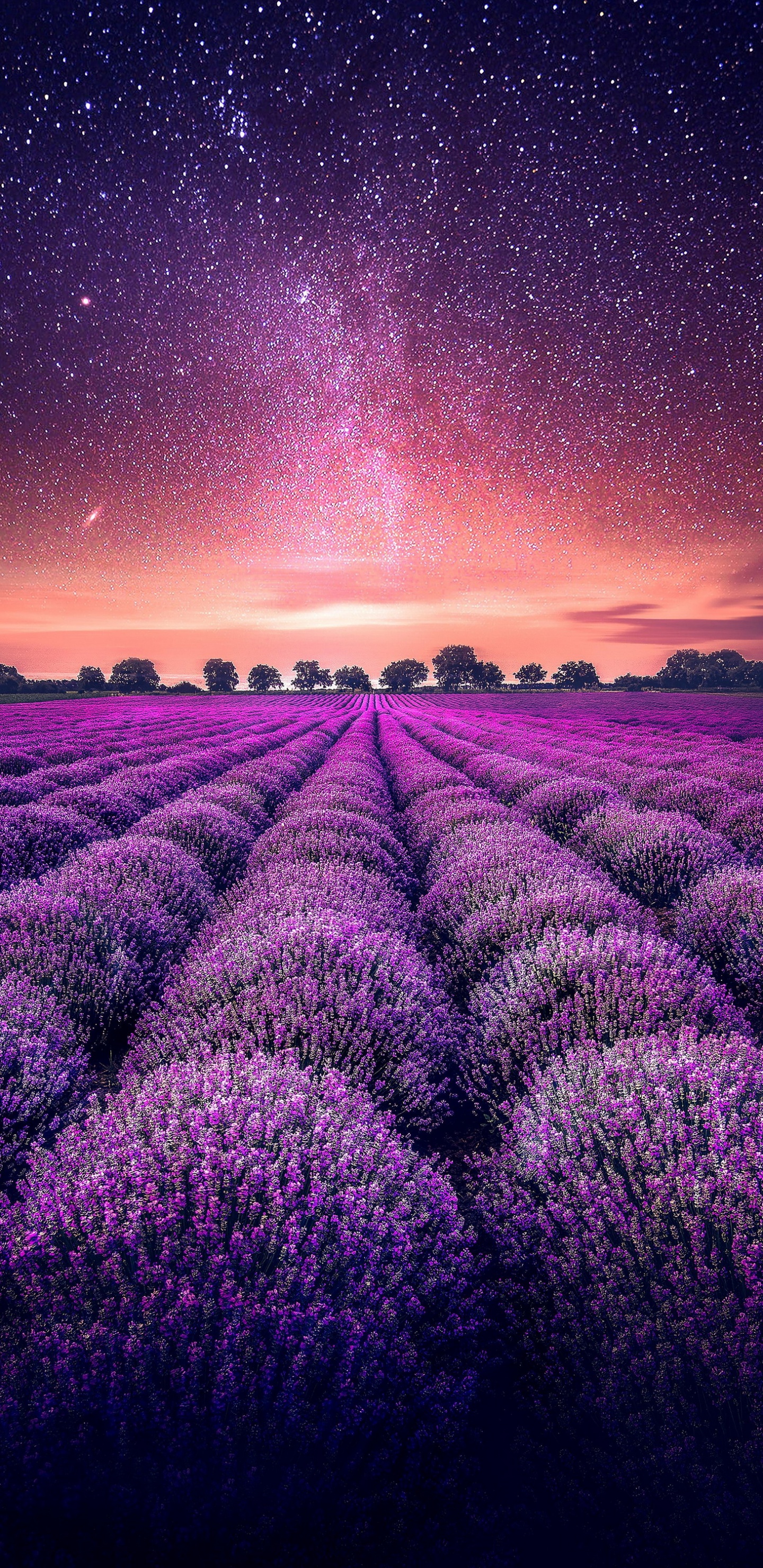 Обои лаванда, сад, растение, цветок, экорегион в разрешении 1440x2960