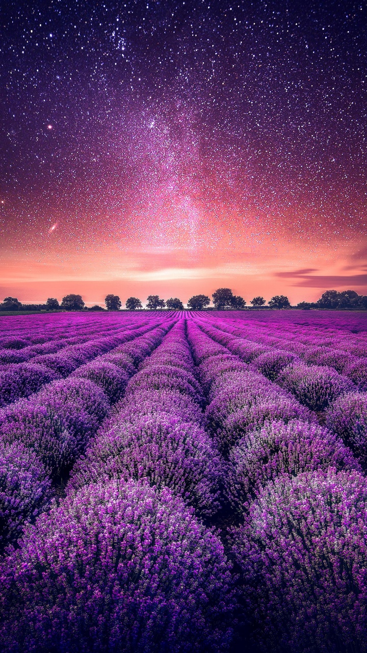 Обои лаванда, сад, растение, цветок, экорегион в разрешении 720x1280