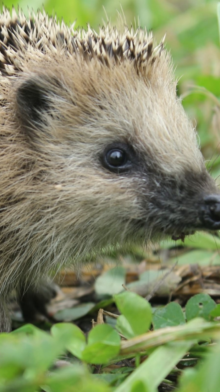 Обои erinaceidae, ежик, наземные животные, дикобраз, морда в разрешении 720x1280