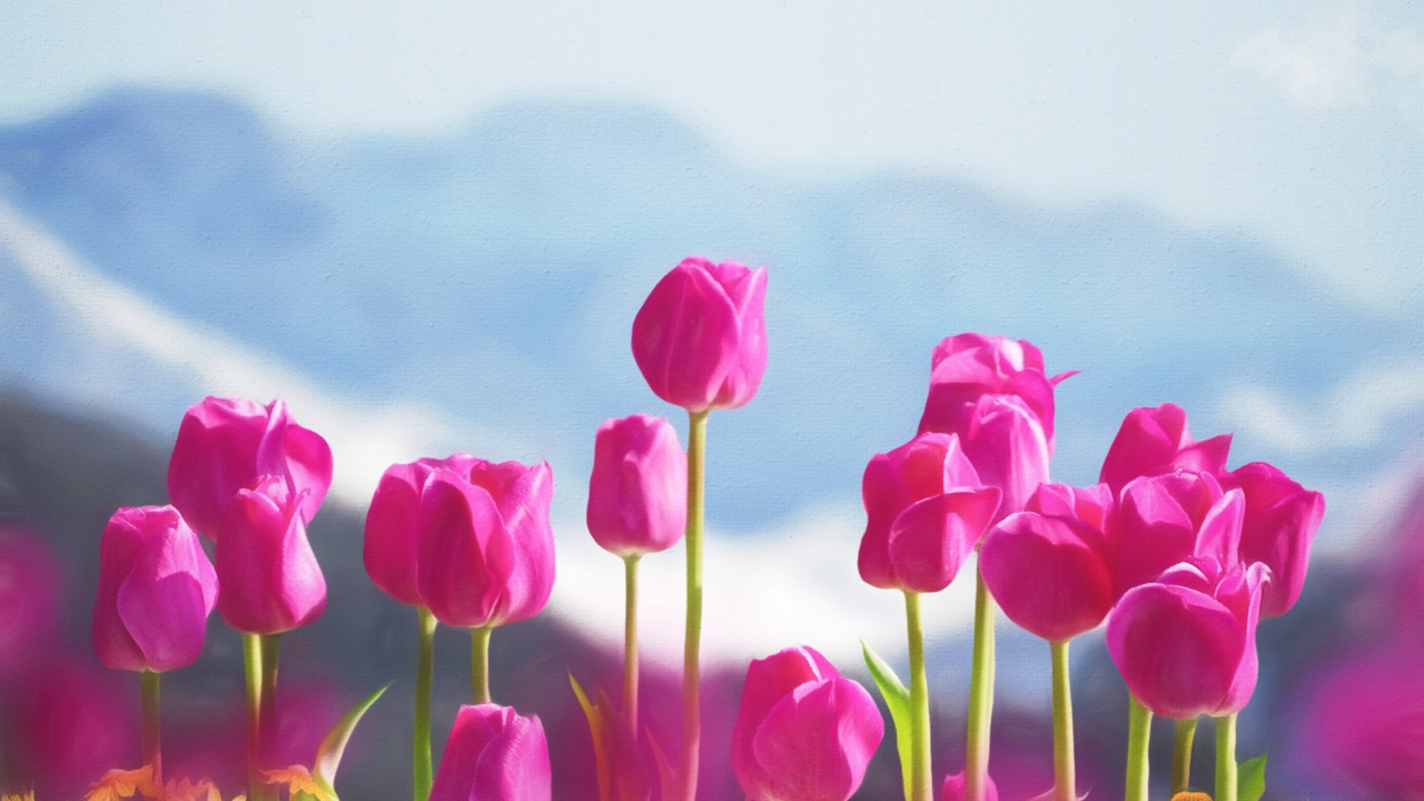 Обои ios, смартфон, облако, цветок, растение в разрешении 1280x720