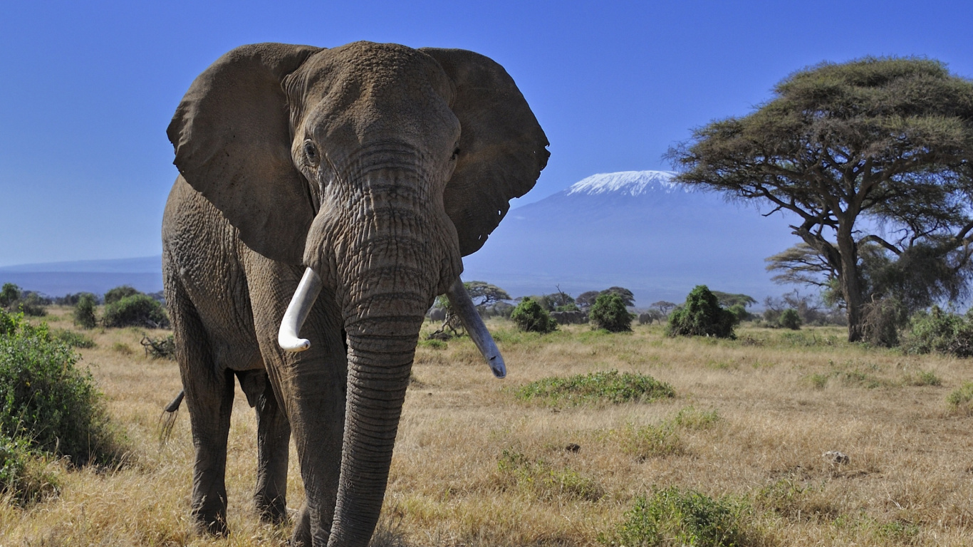 Обои Слон, слоны и мамонты, наземные животные, живая природа, африканский слон в разрешении 1366x768