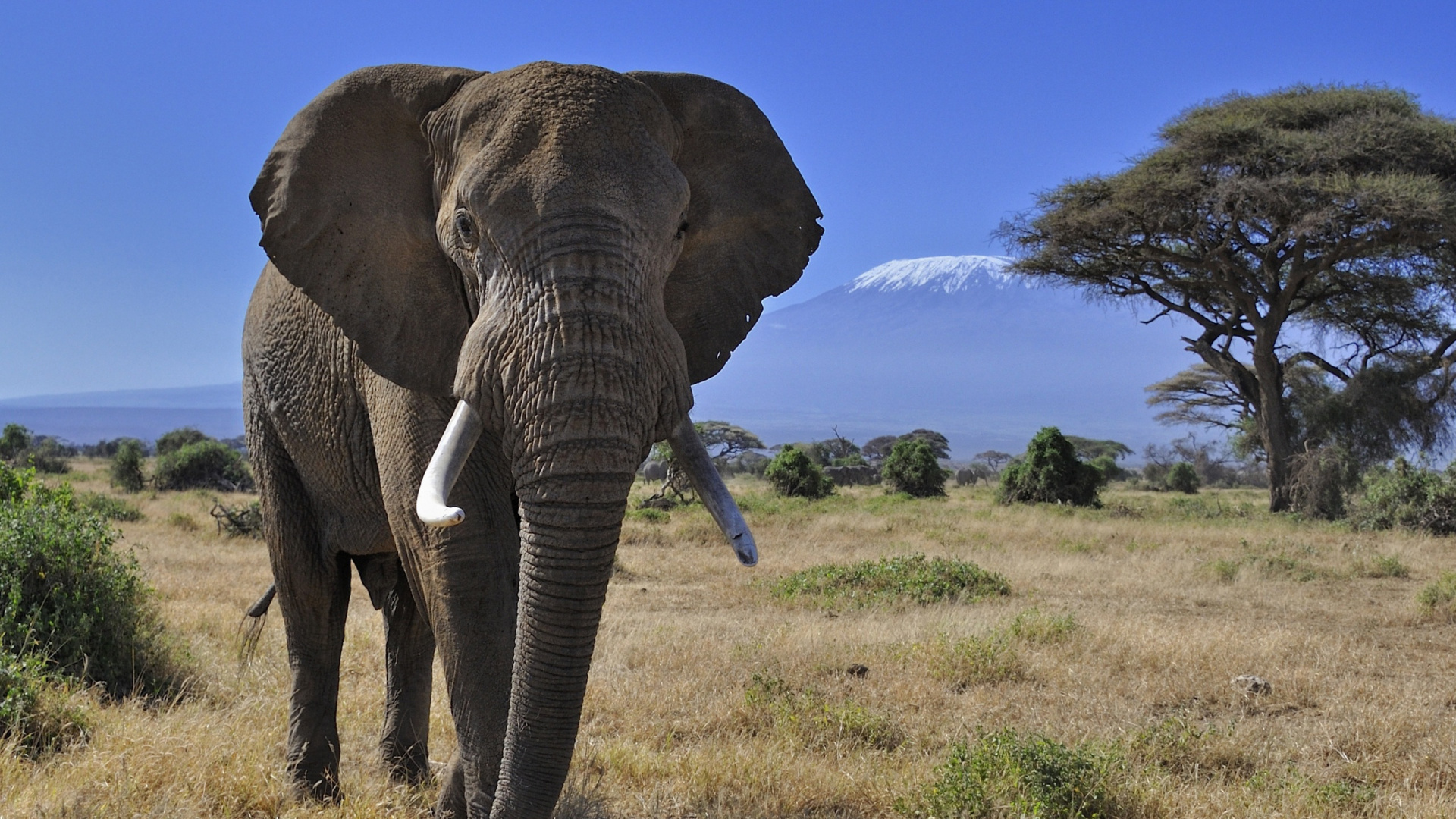 Обои Слон, слоны и мамонты, наземные животные, живая природа, африканский слон в разрешении 1920x1080