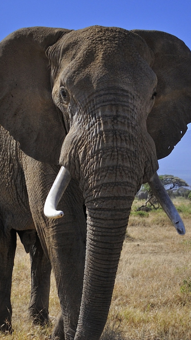 Обои Слон, слоны и мамонты, наземные животные, живая природа, африканский слон в разрешении 750x1334