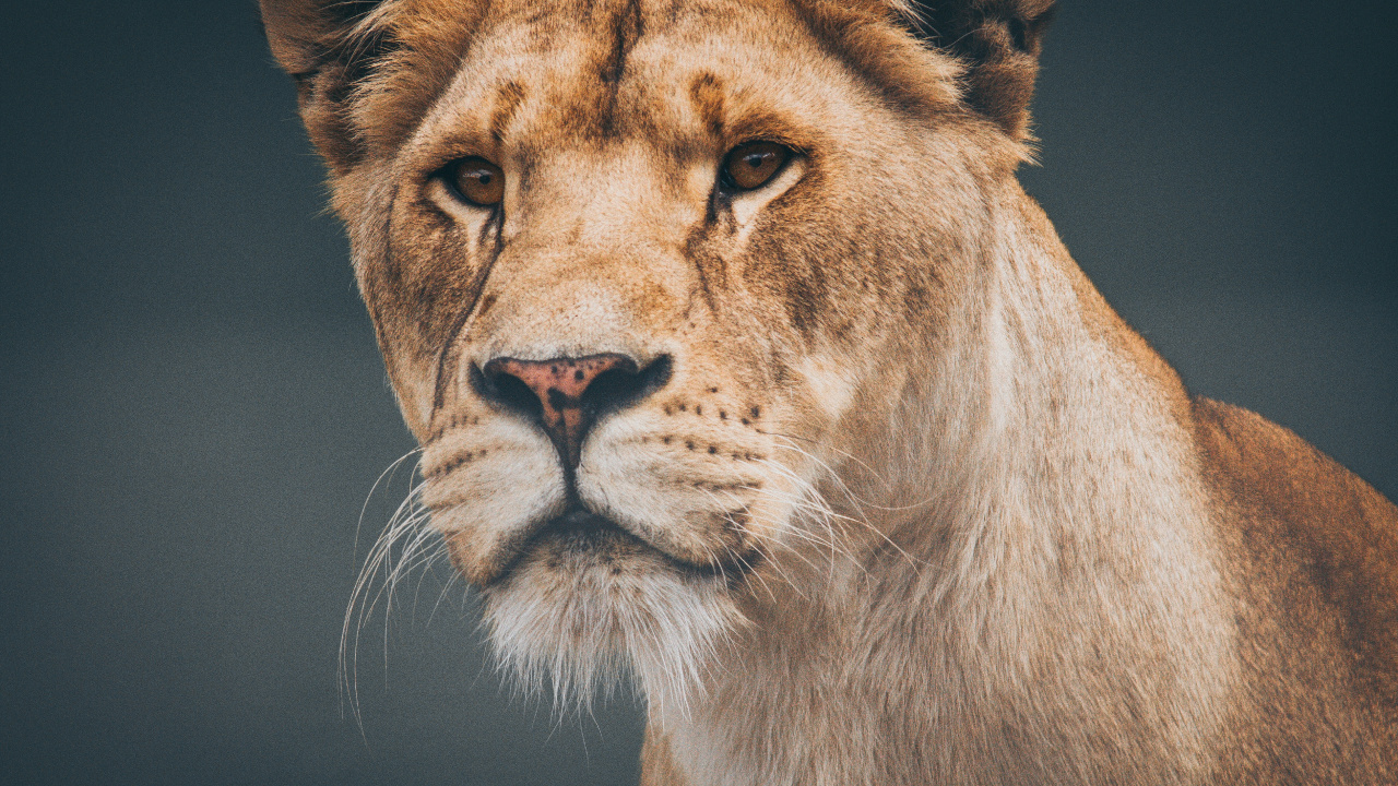 Обои Лев, живая природа, наземные животные, волосы, кошачьих в разрешении 1280x720