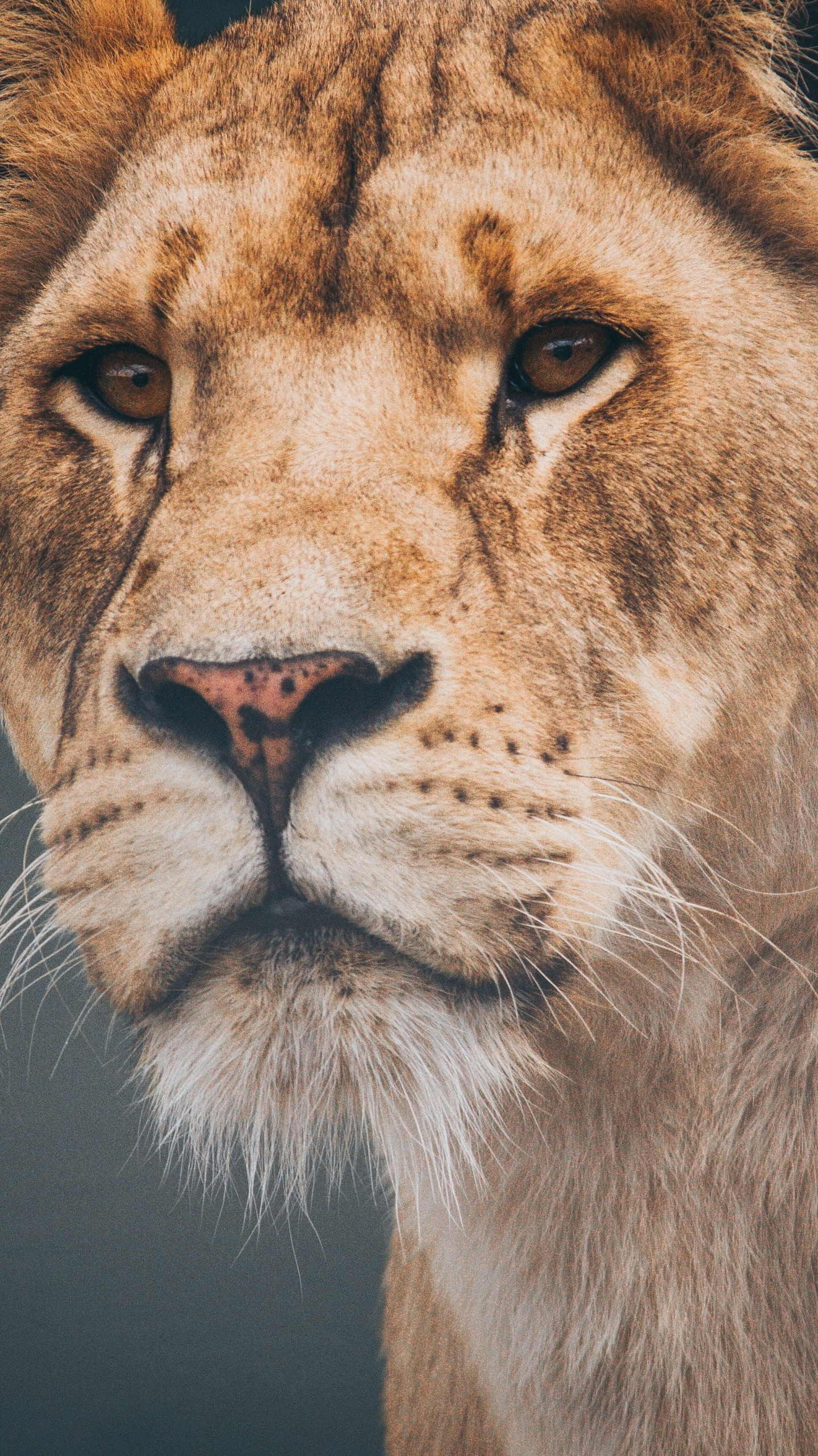 Обои Лев, живая природа, наземные животные, волосы, кошачьих в разрешении 1440x2560