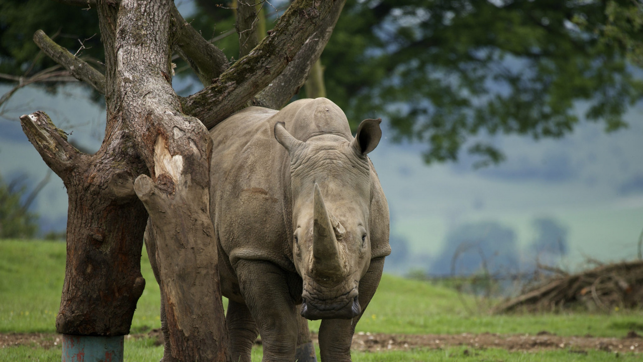 Обои носорог, живая природа, наземные животные, дерево, древесные растения в разрешении 1280x720