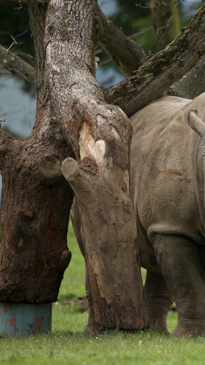 Обои носорог, живая природа, наземные животные, дерево, древесные растения в разрешении 720x1280
