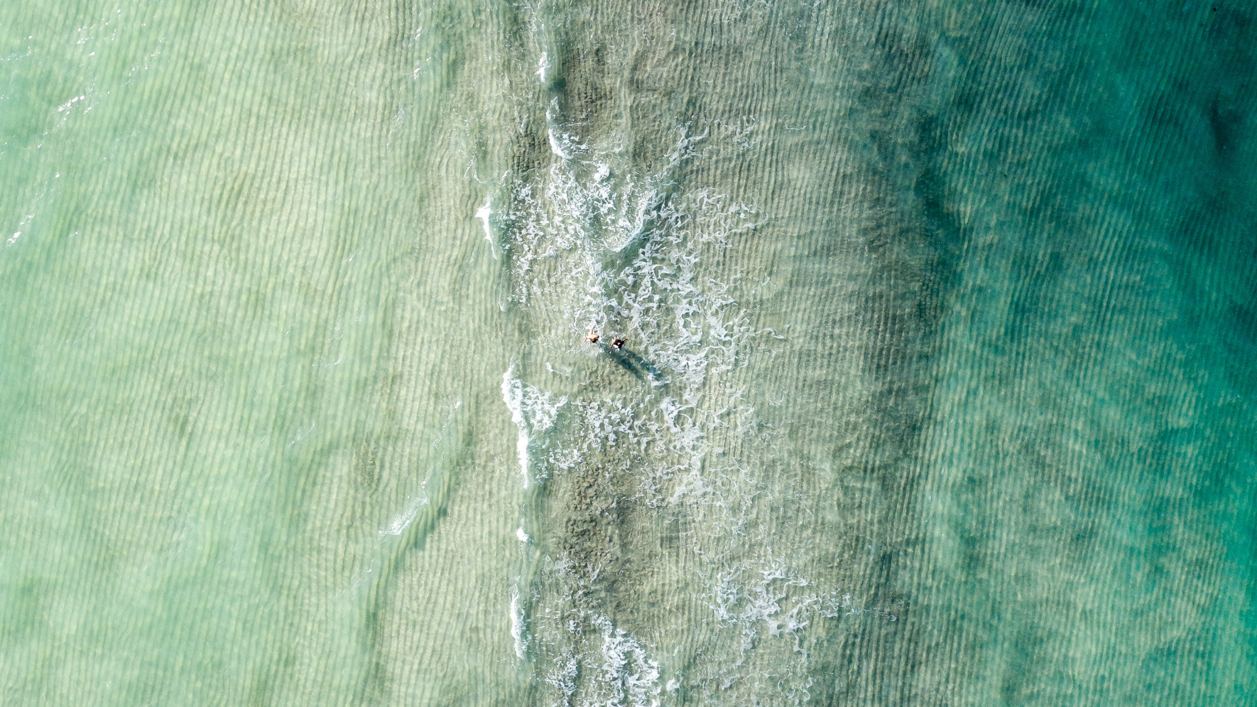 Обои зеленый, бирюза, Аква, вода, дерево в разрешении 2560x1440