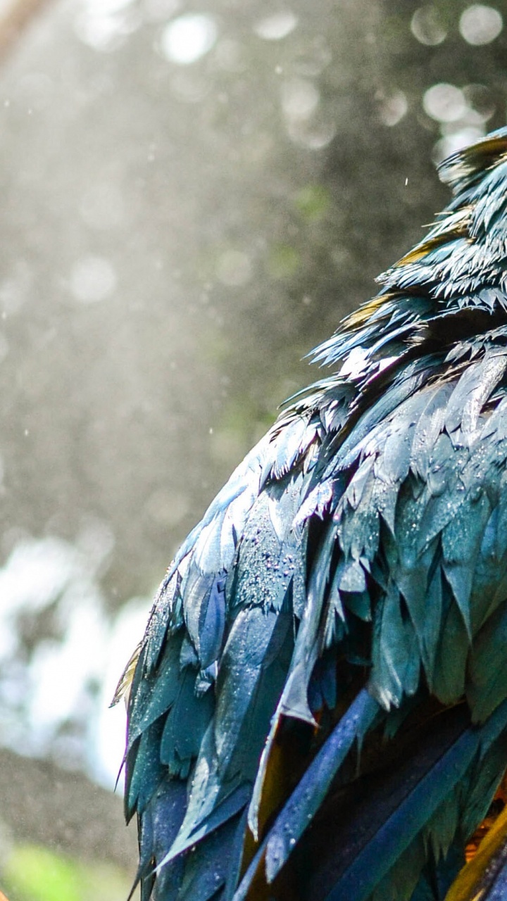 Обои попугай, растение, синий и желтый Ара, адаптация, дерево в разрешении 720x1280