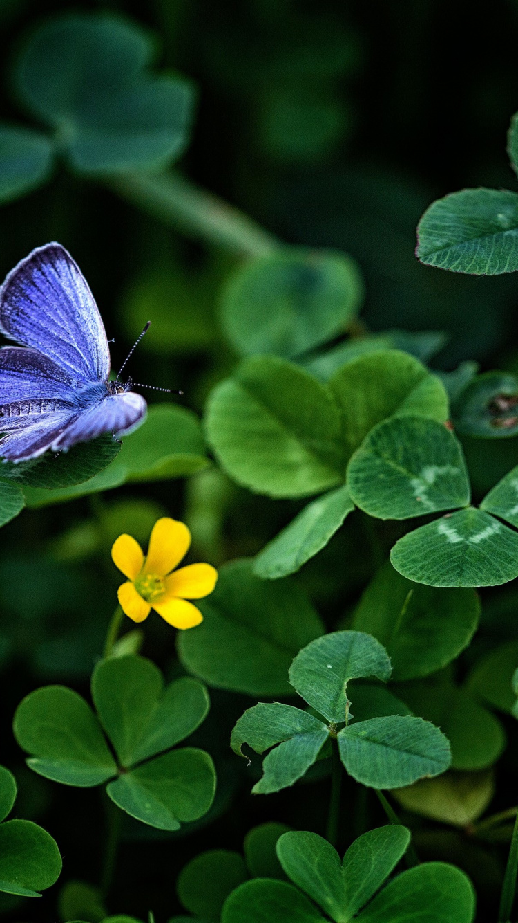 Обои насекомое, растение, цветок, опылитель, бабочка в разрешении 750x1334