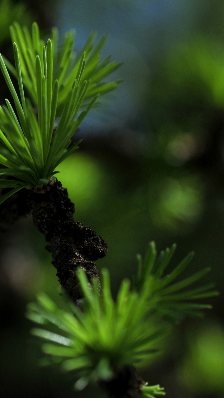 Обои зеленый, растительность, лист, дерево, лиственница в разрешении 720x1280