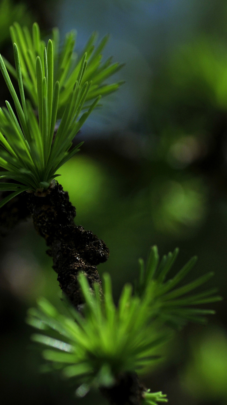 Обои зеленый, растительность, лист, дерево, лиственница в разрешении 750x1334