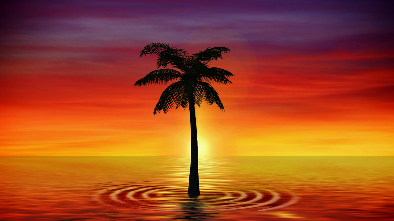 Обои закат, горизонт, Пальма, послесвечение, рассвет в разрешении 1280x720