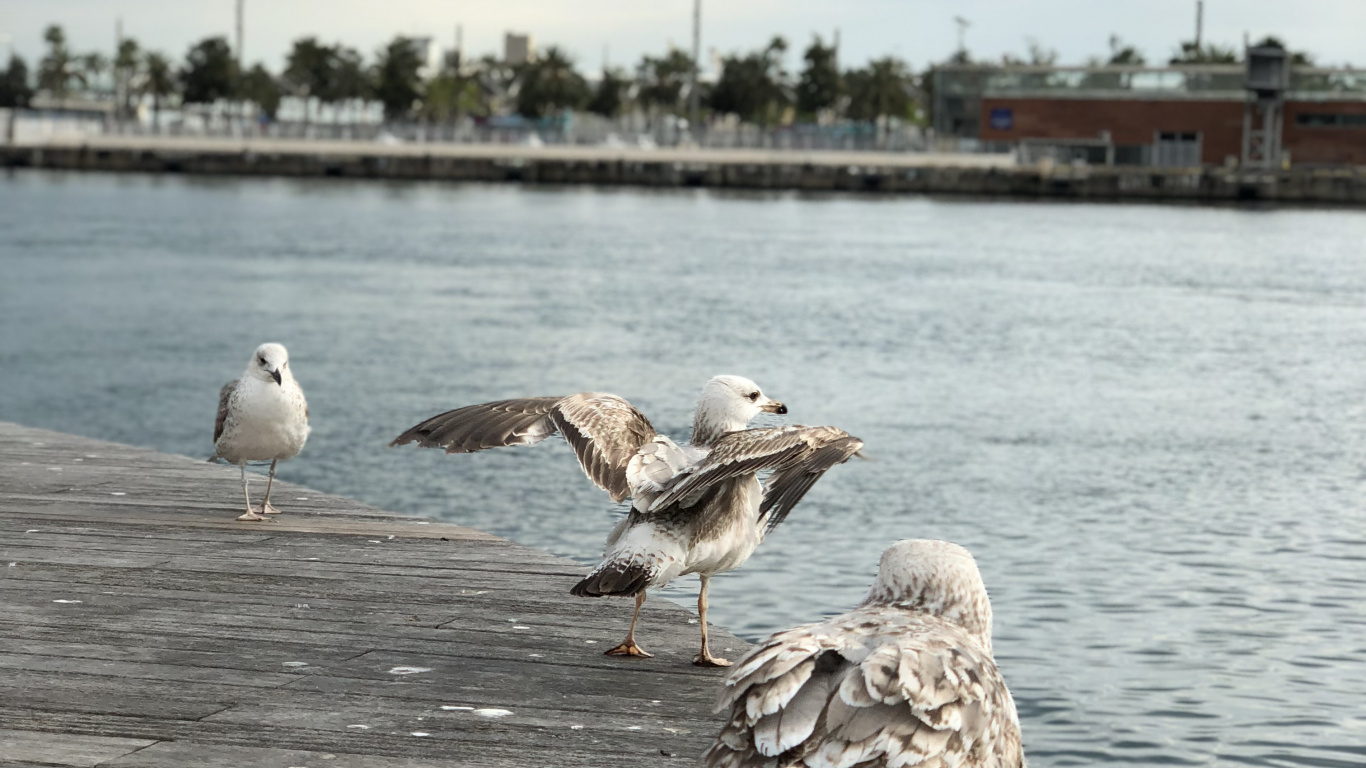 Обои Чайка, европейская серебристая Чайка, вода, болотная птица, морская птица в разрешении 1366x768