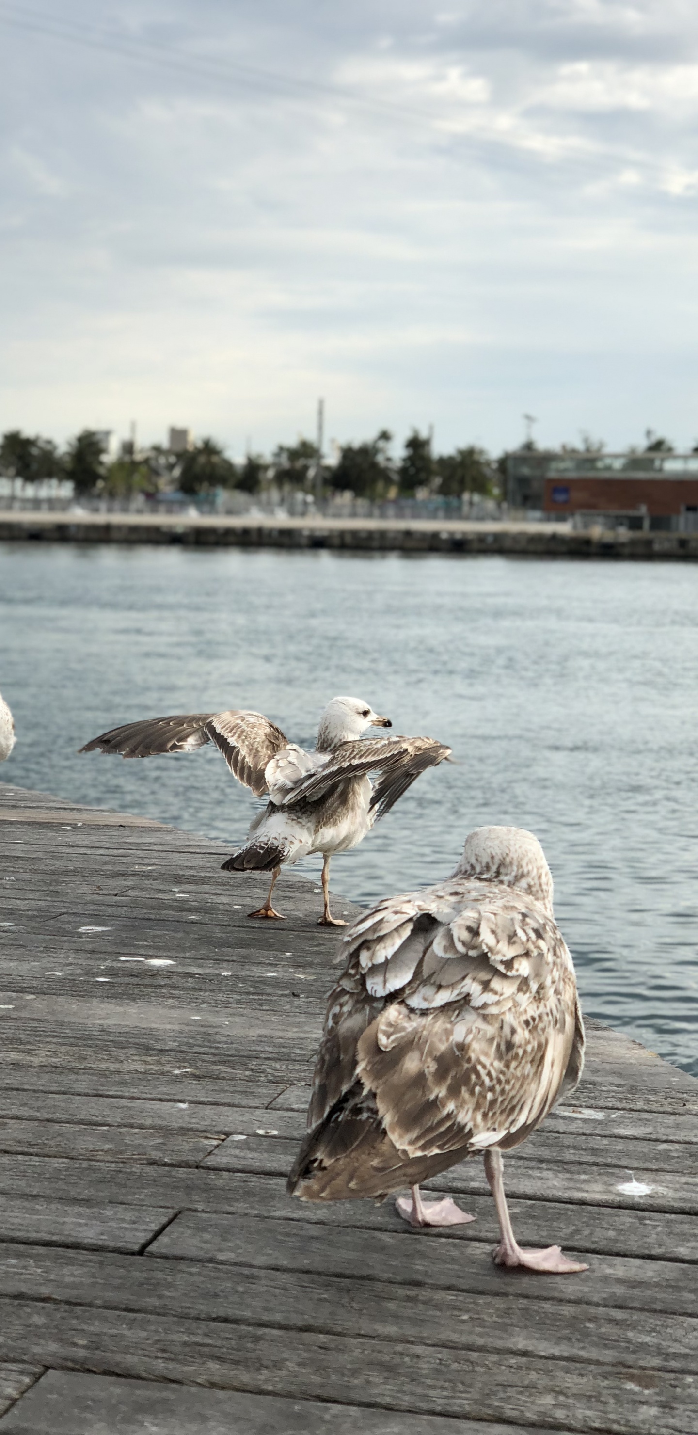 Обои Чайка, европейская серебристая Чайка, вода, болотная птица, морская птица в разрешении 1440x2960