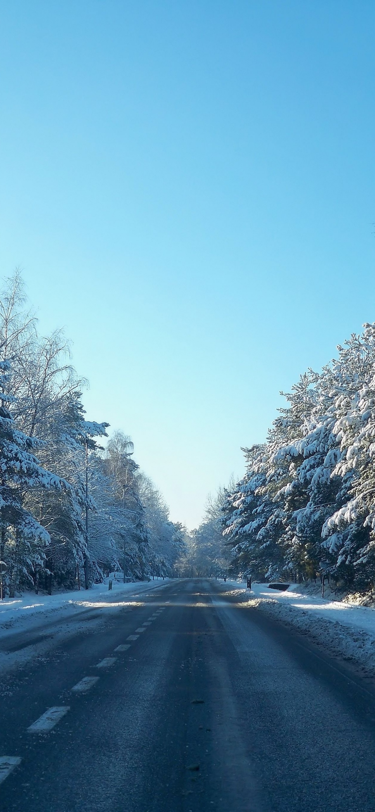 Обои снег, дорога, зима, дерево, мороз в разрешении 1242x2688