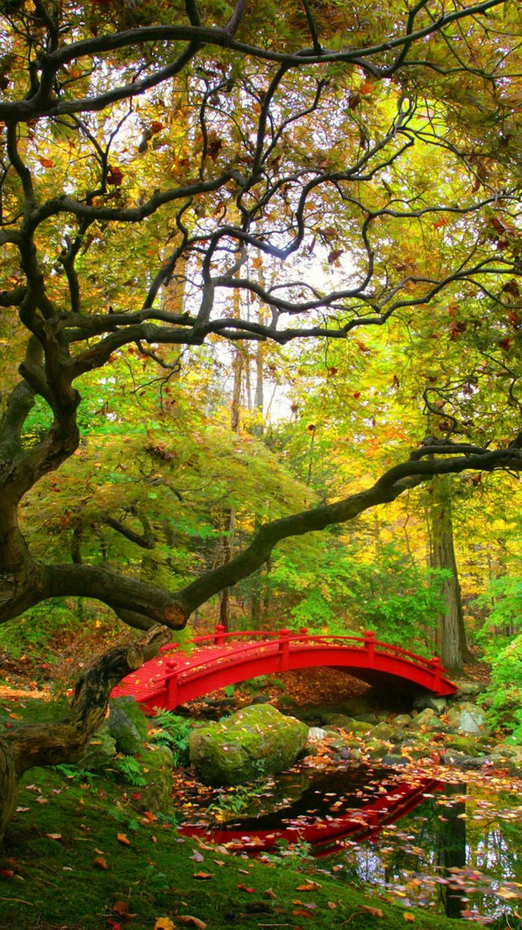 Обои таймсквер, дерево, природа, природный ландшафт, лист в разрешении 750x1334