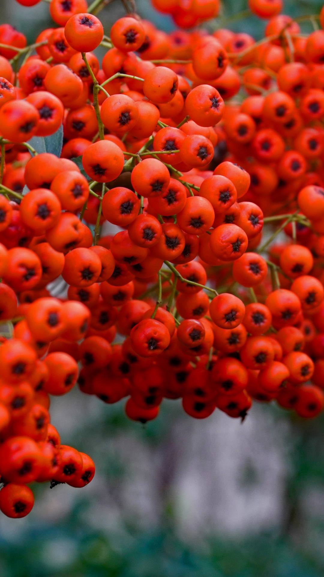 Обои рябина, ветвь, лист, ботаники, Апельсин в разрешении 1080x1920