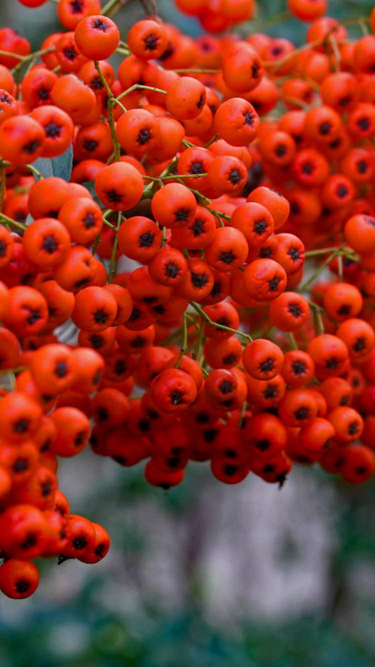 Обои рябина, ветвь, лист, ботаники, Апельсин в разрешении 750x1334