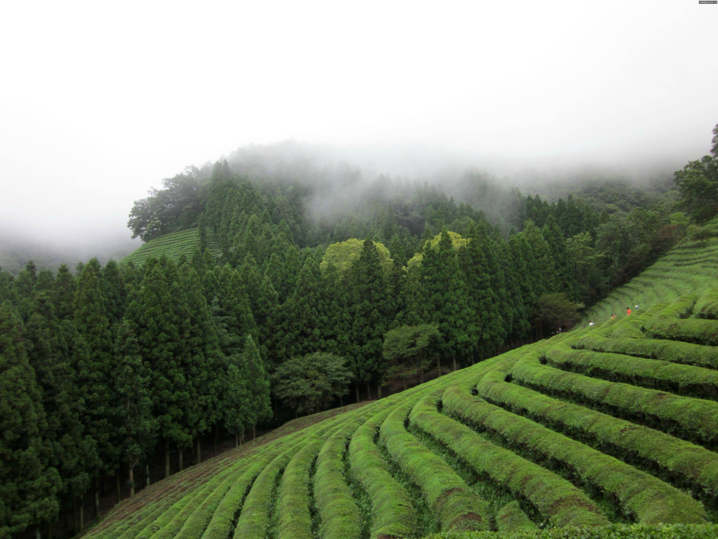 Природный потенциал японии. Плантация зеленого чая Лунцзин. Чайные поля Посон Южная Корея. Чайные плантации в Кореи. Чайные плантации в Японии.