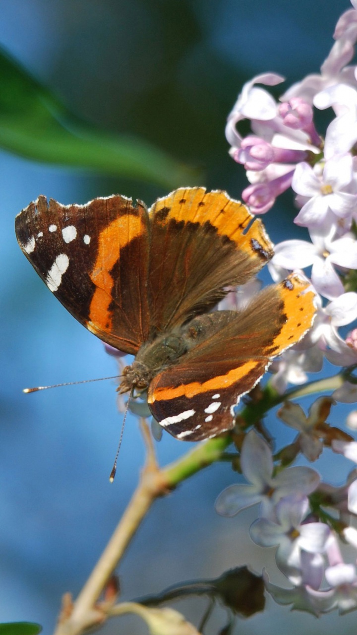 Обои нектар, бабочкамонарх, насекомое, бабочка, мотыльки и бабочки в разрешении 720x1280