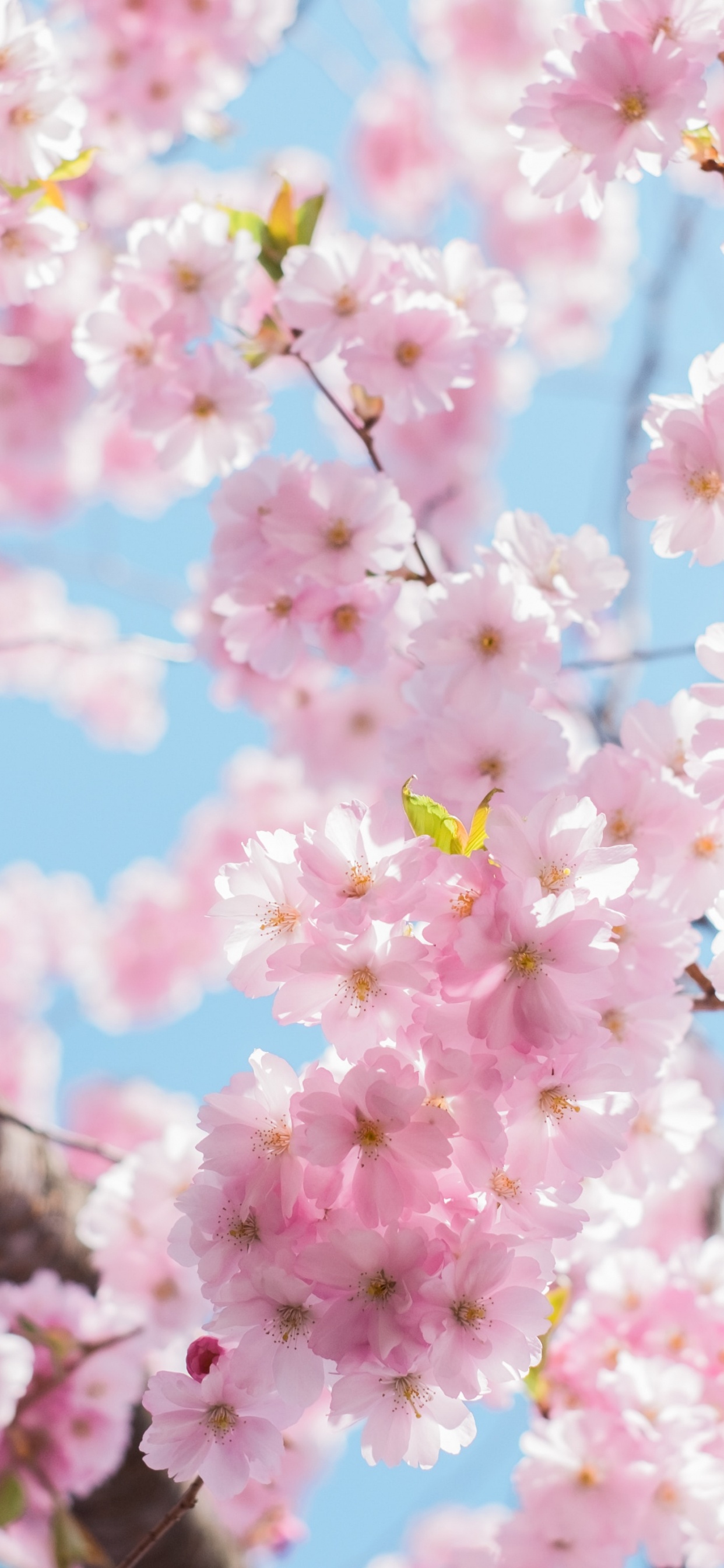 Обои цветение вишни, вишня, цветок, растение, лепесток в разрешении 1242x2688