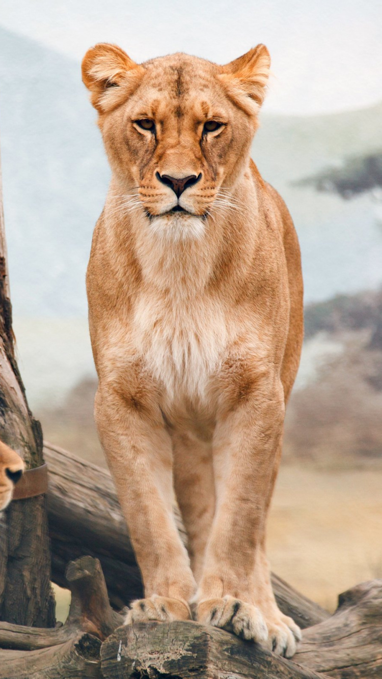 Обои Лев, Африка, живая природа, наземные животные, кошачьих в разрешении 750x1334