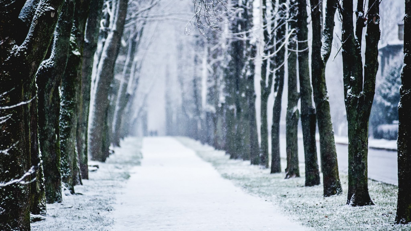 Обои снег, зима, дерево, природа, замораживание в разрешении 1366x768