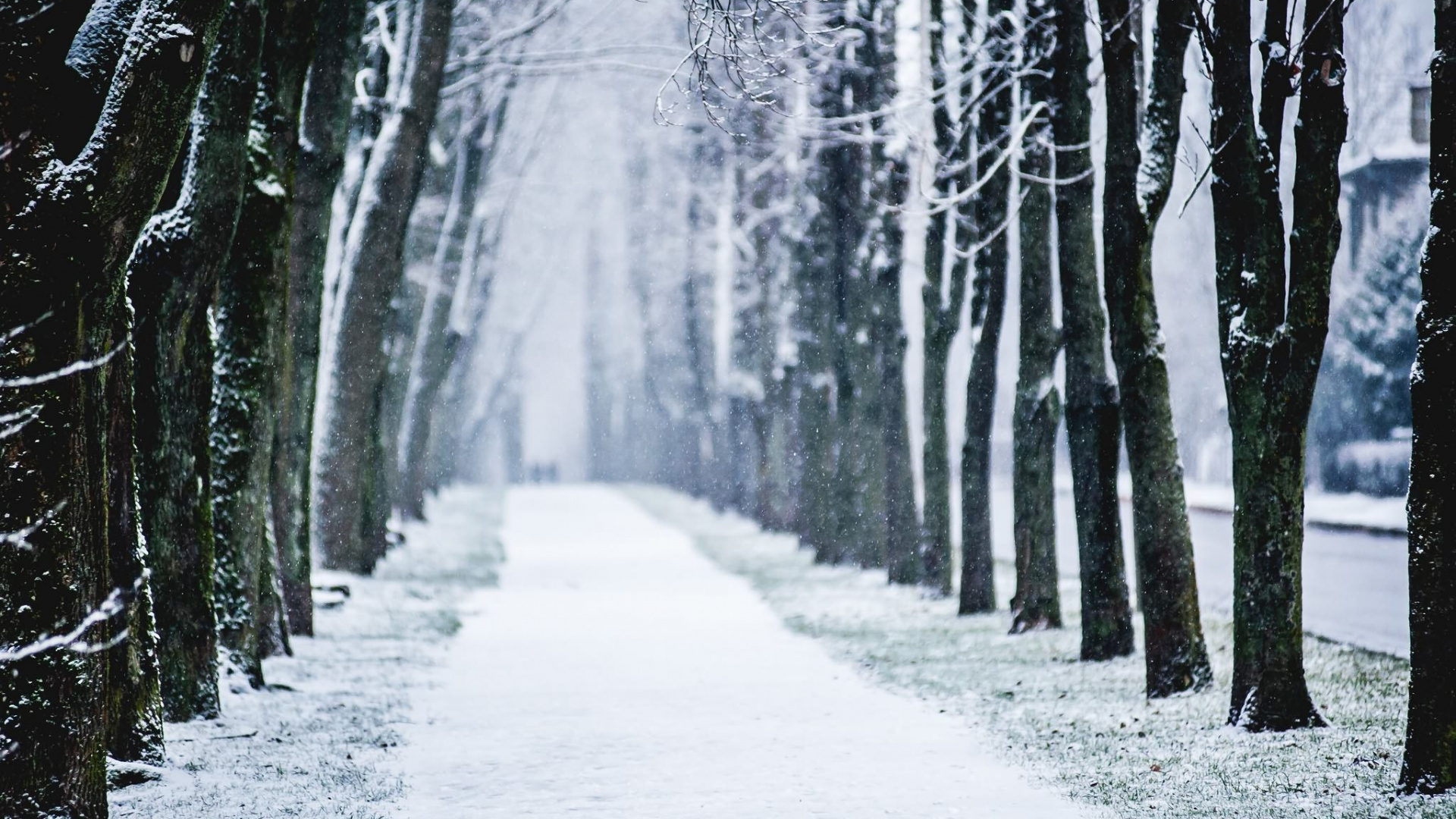 Обои снег, зима, дерево, природа, замораживание в разрешении 1920x1080