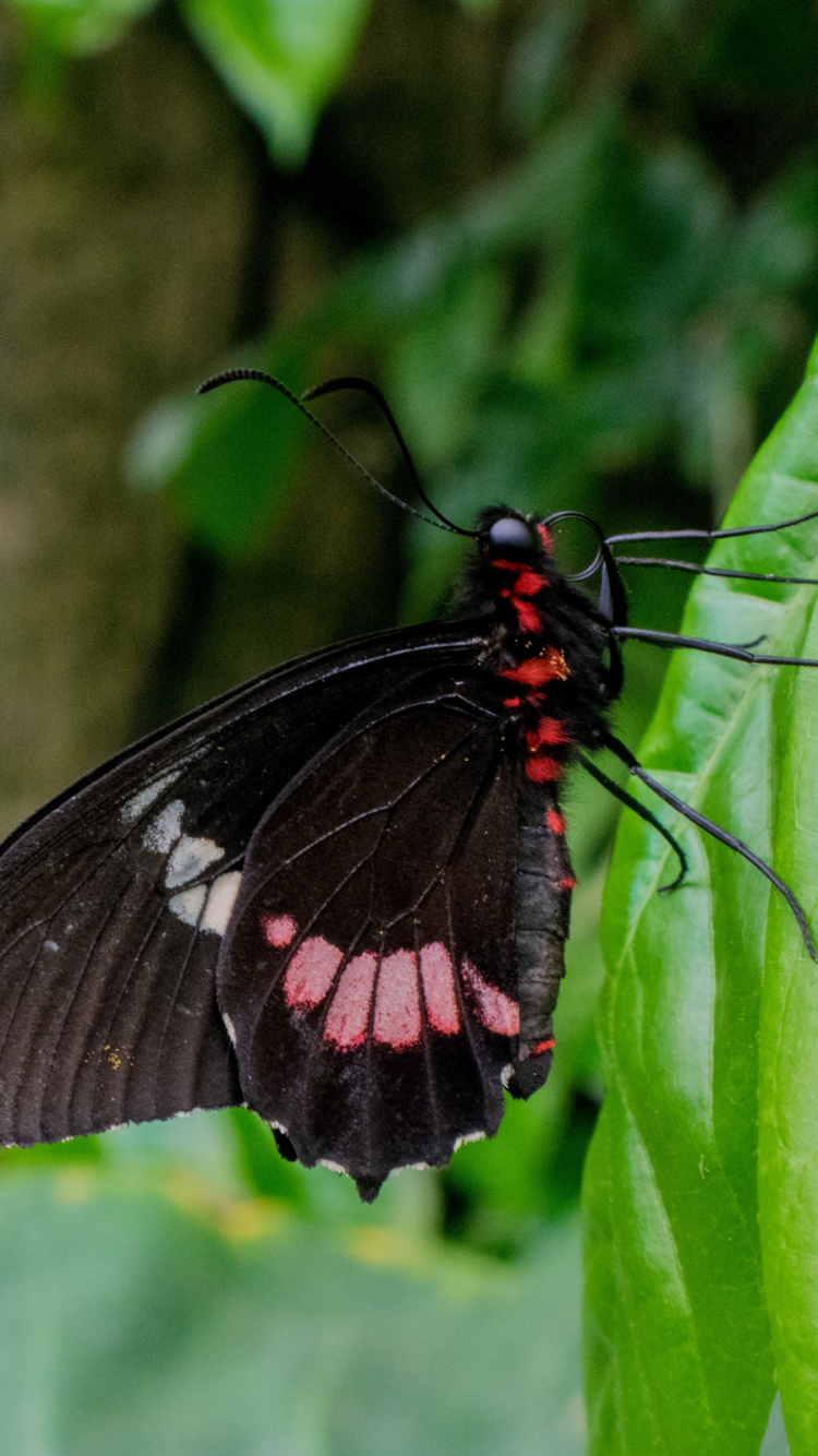 Обои насекомое, мотылек, бабочка, мотыльки и бабочки, беспозвоночных в разрешении 750x1334