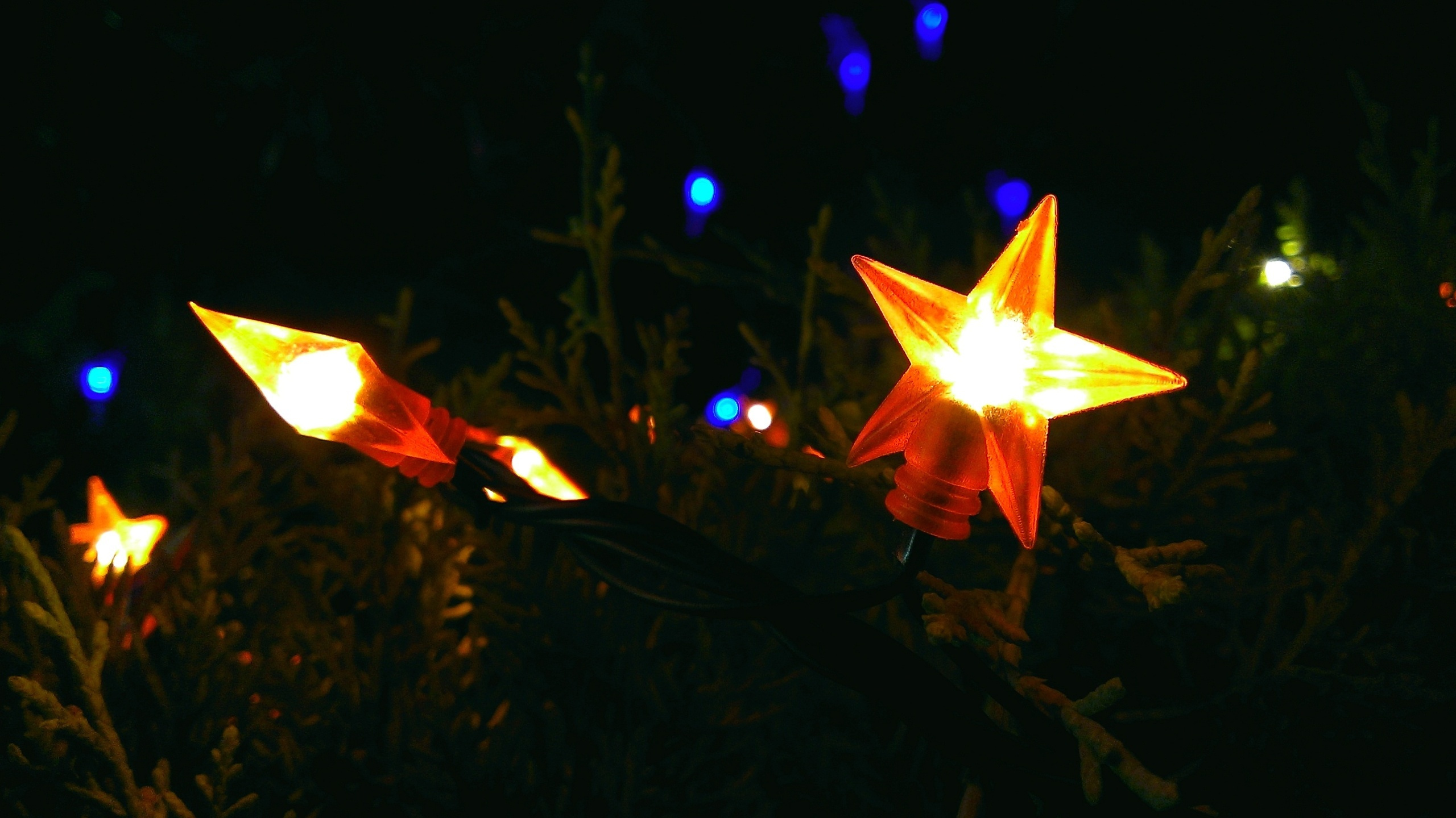 Обои свет, освещение, ночь, темнота, растение в разрешении 2560x1440