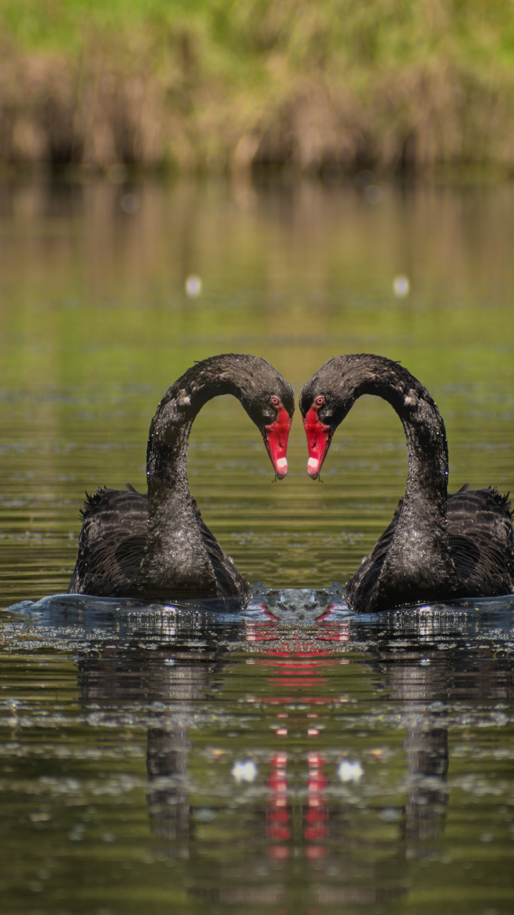 Обои вода, Полый Рыцарь, Черный лебедь, птица, растение в разрешении 750x1334