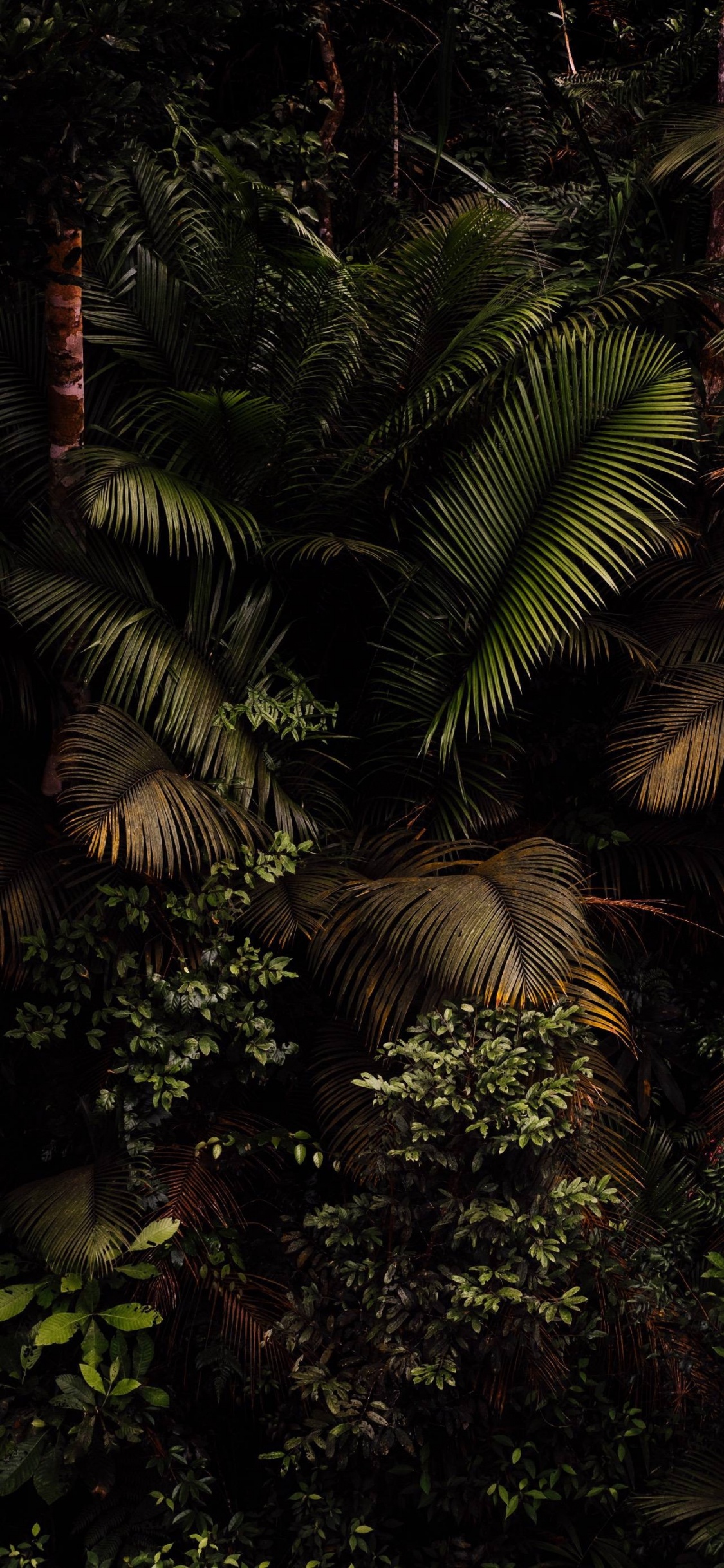 Обои растительность, тропические леса, лист, Масло пальмы, папоротник в разрешении 1125x2436