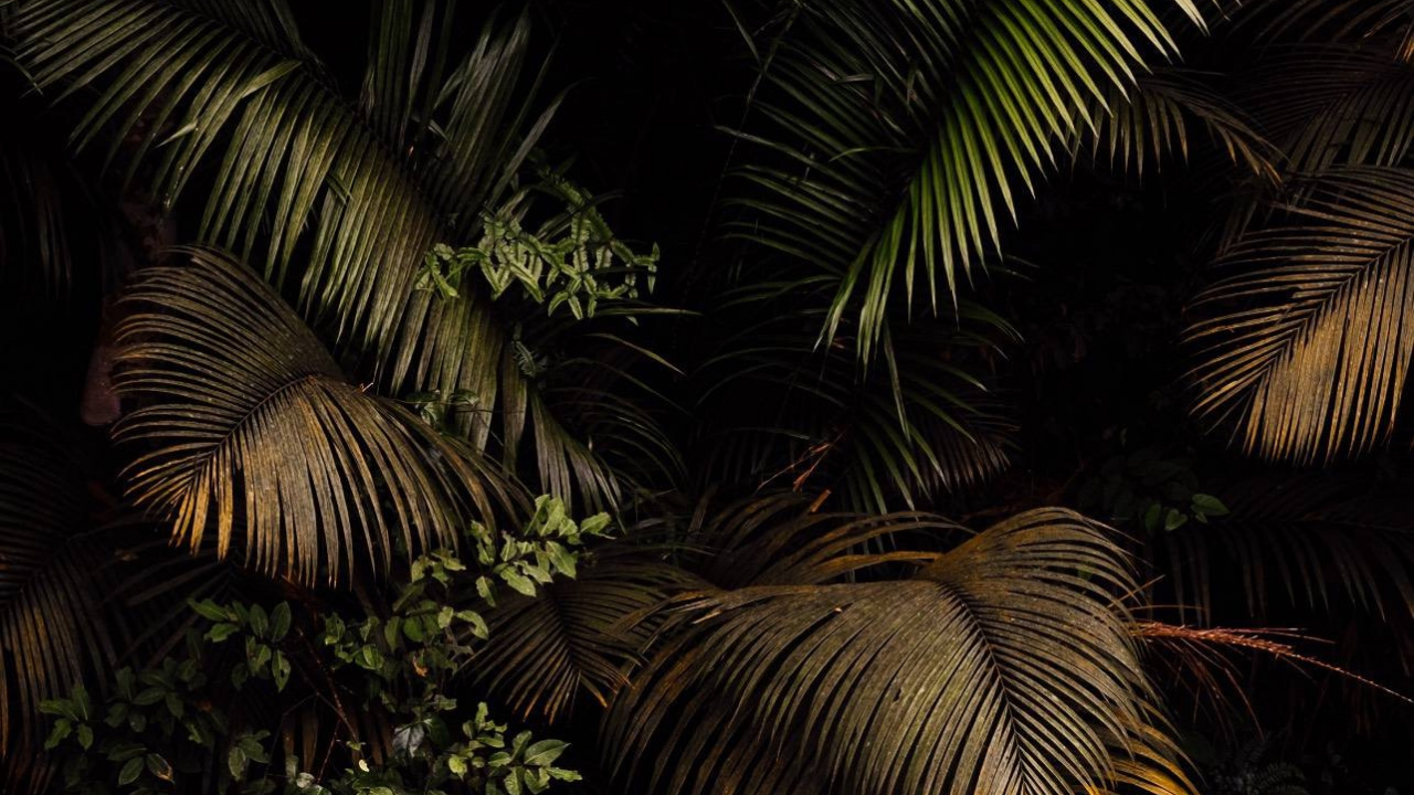 Обои растительность, тропические леса, лист, Масло пальмы, папоротник в разрешении 1280x720