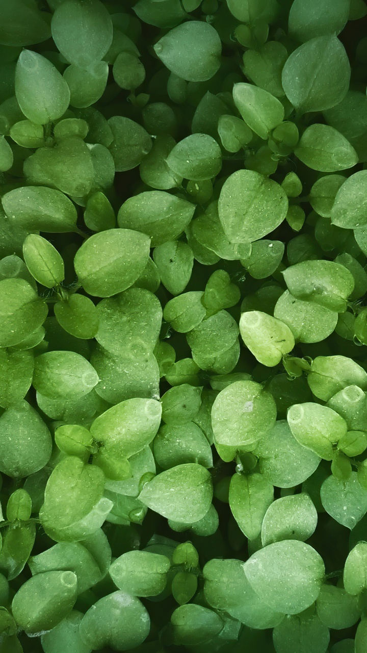 Обои растение, лист, цветковое растение, стебель растения, древесные растения в разрешении 720x1280