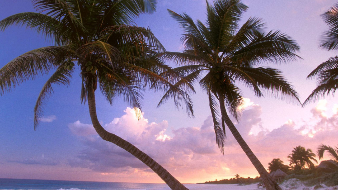 Обои дерево, тропическая зона, Пальма, Карибский бассейн, небо в разрешении 1280x720