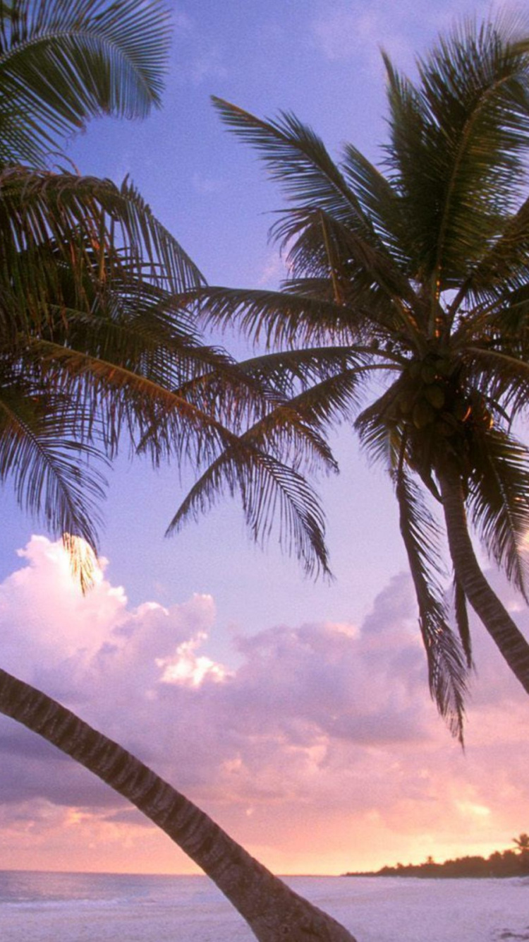 Обои дерево, тропическая зона, Пальма, Карибский бассейн, небо в разрешении 750x1334