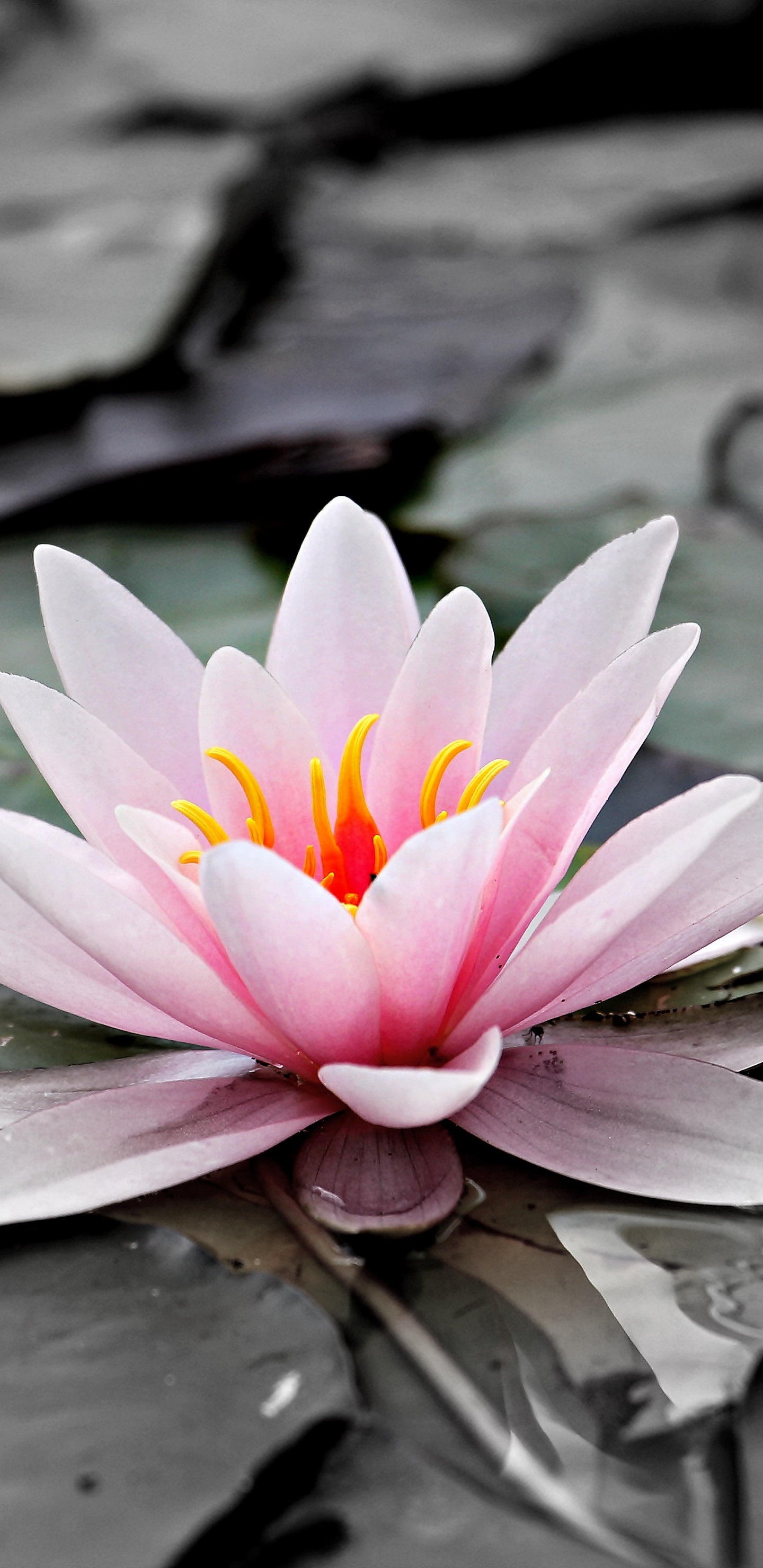 Обои Кувшинка Лотос, водное растение, цветок, священный Лотос, ароматные белые водяные лилии в разрешении 1440x2960