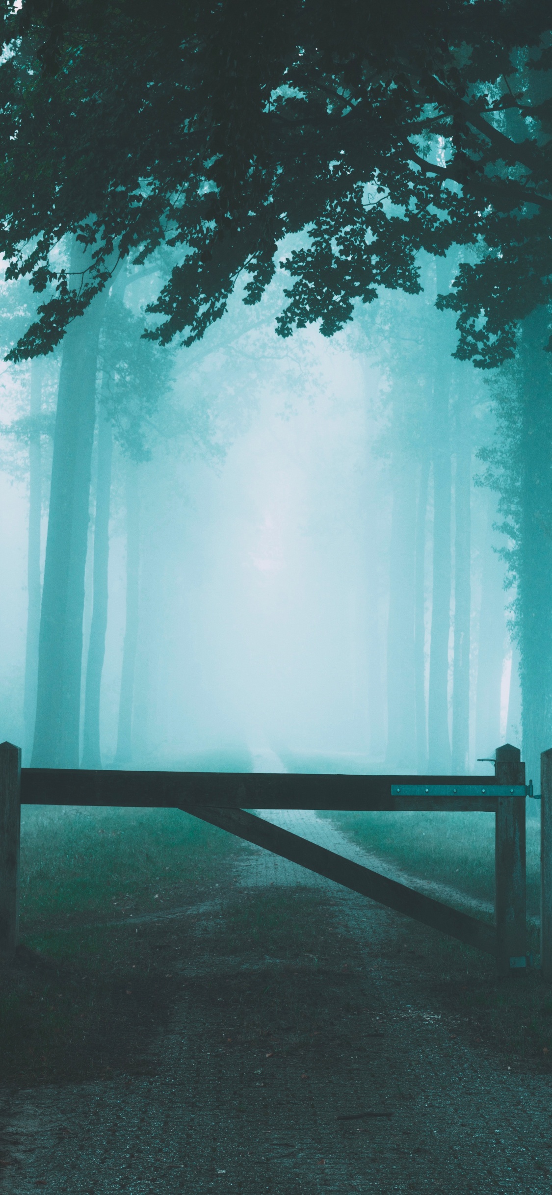 Обои небо, атмосфера, природа, лес, природный ландшафт в разрешении 1125x2436