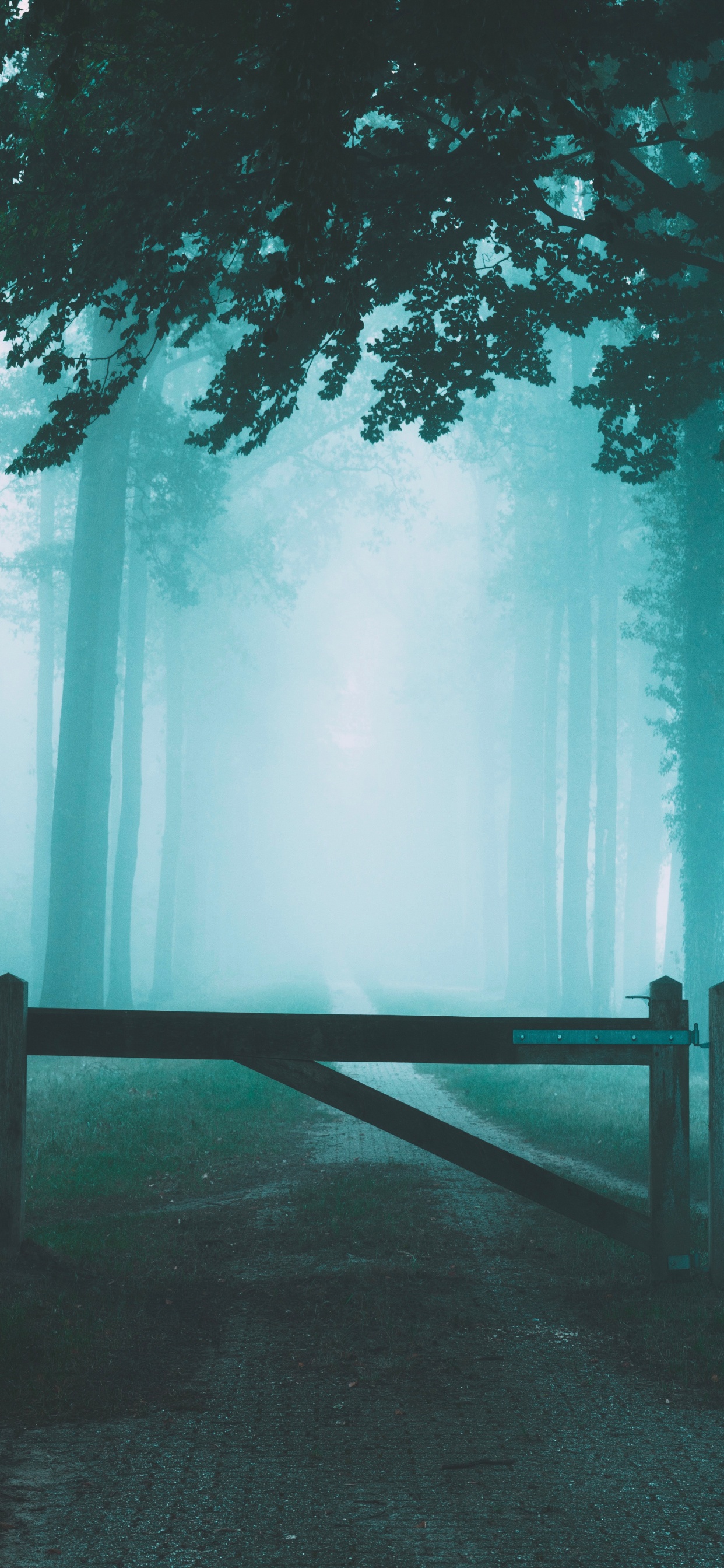 Обои небо, атмосфера, природа, лес, природный ландшафт в разрешении 1242x2688