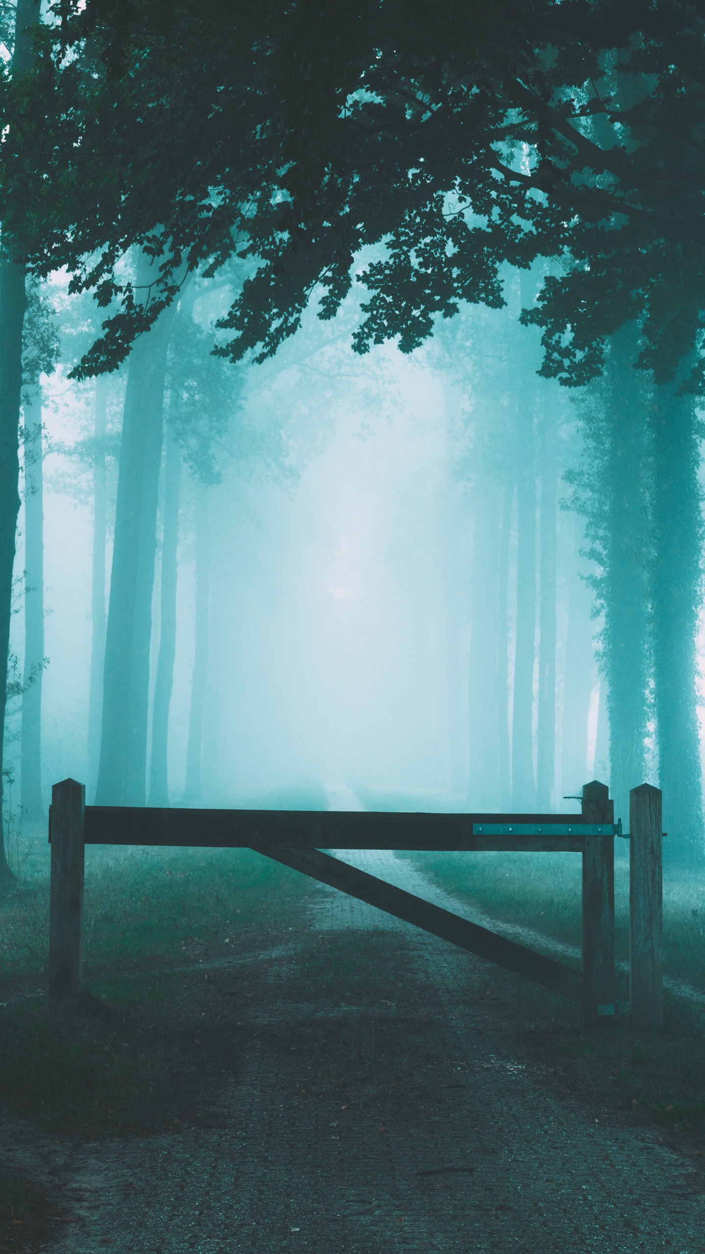 Обои небо, атмосфера, природа, лес, природный ландшафт в разрешении 1440x2560