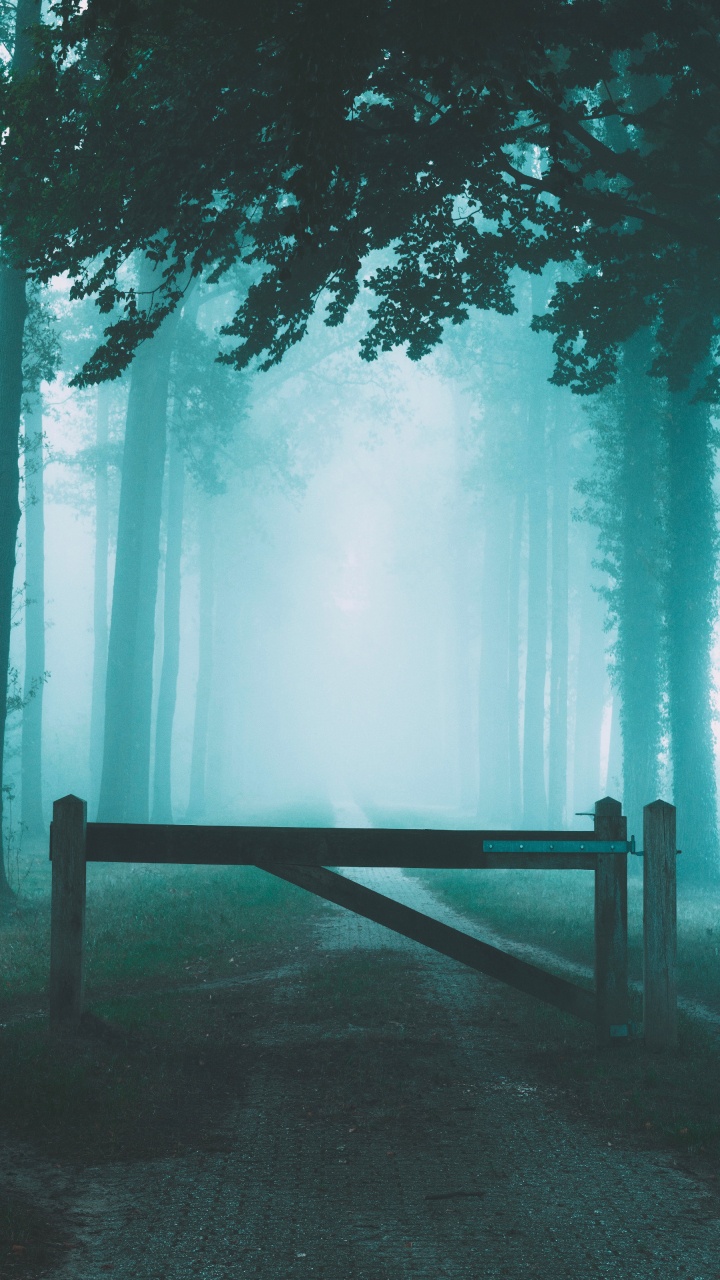 Обои небо, атмосфера, природа, лес, природный ландшафт в разрешении 720x1280