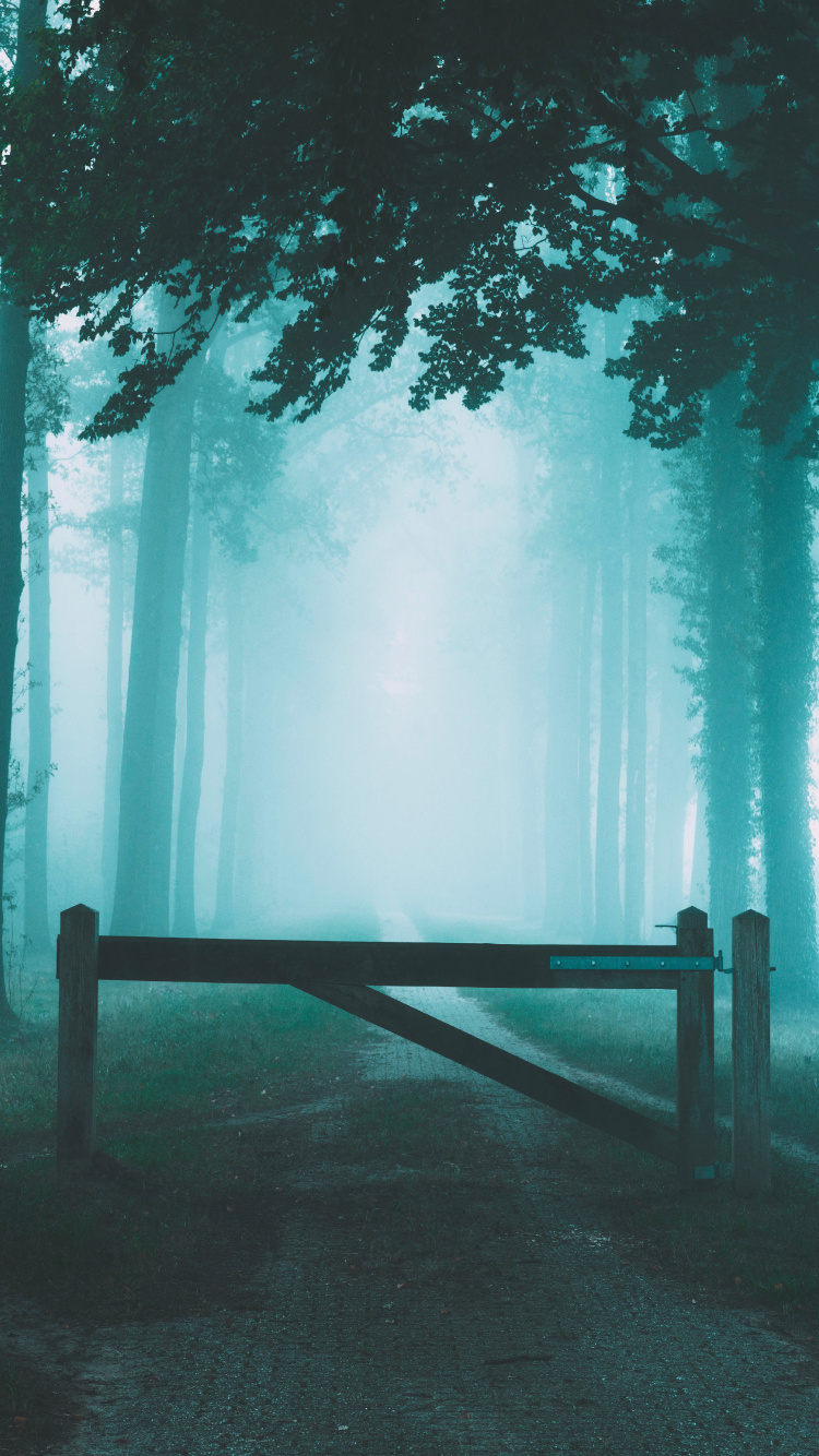 Обои небо, атмосфера, природа, лес, природный ландшафт в разрешении 750x1334