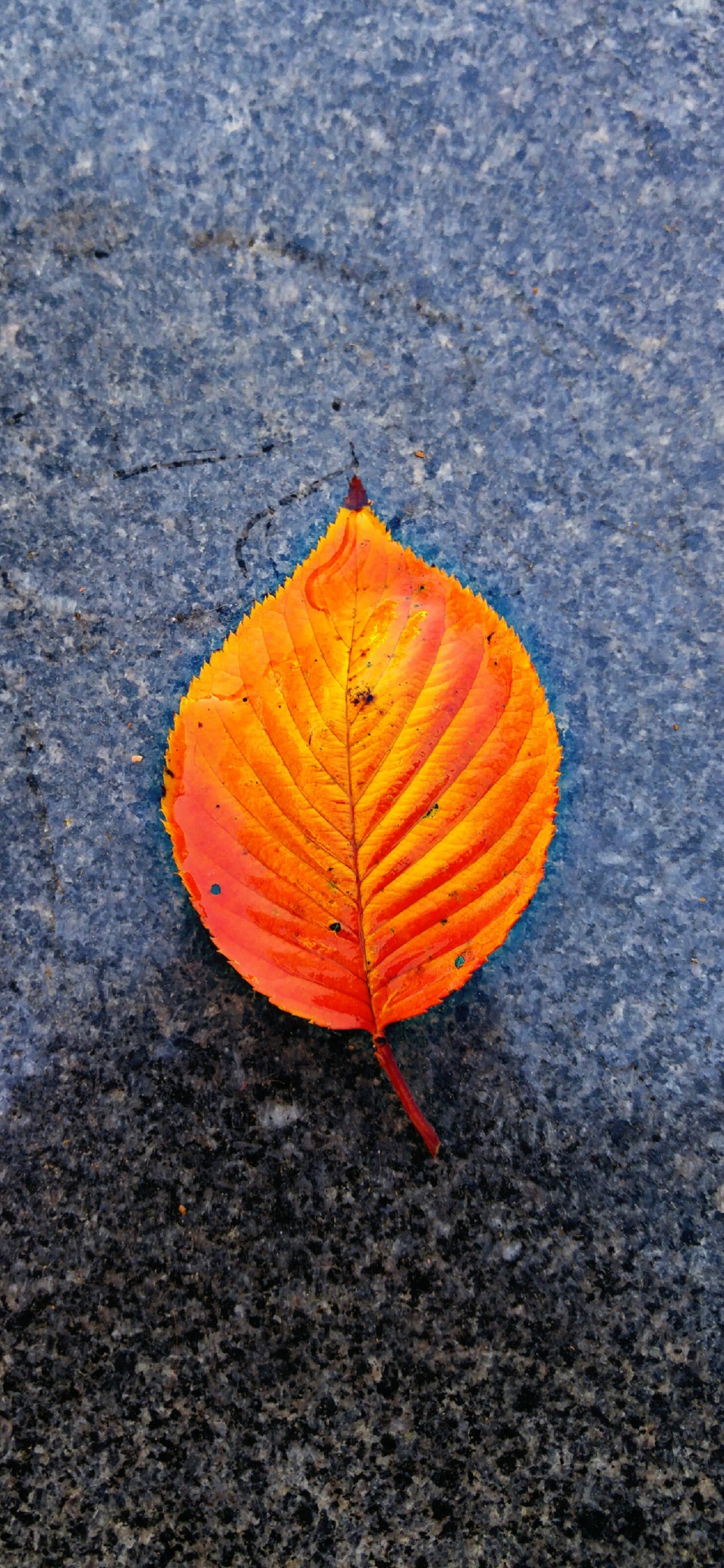 Обои крупный план, красный цвет, желтый, лист, Оранжевый цвет в разрешении 1242x2688