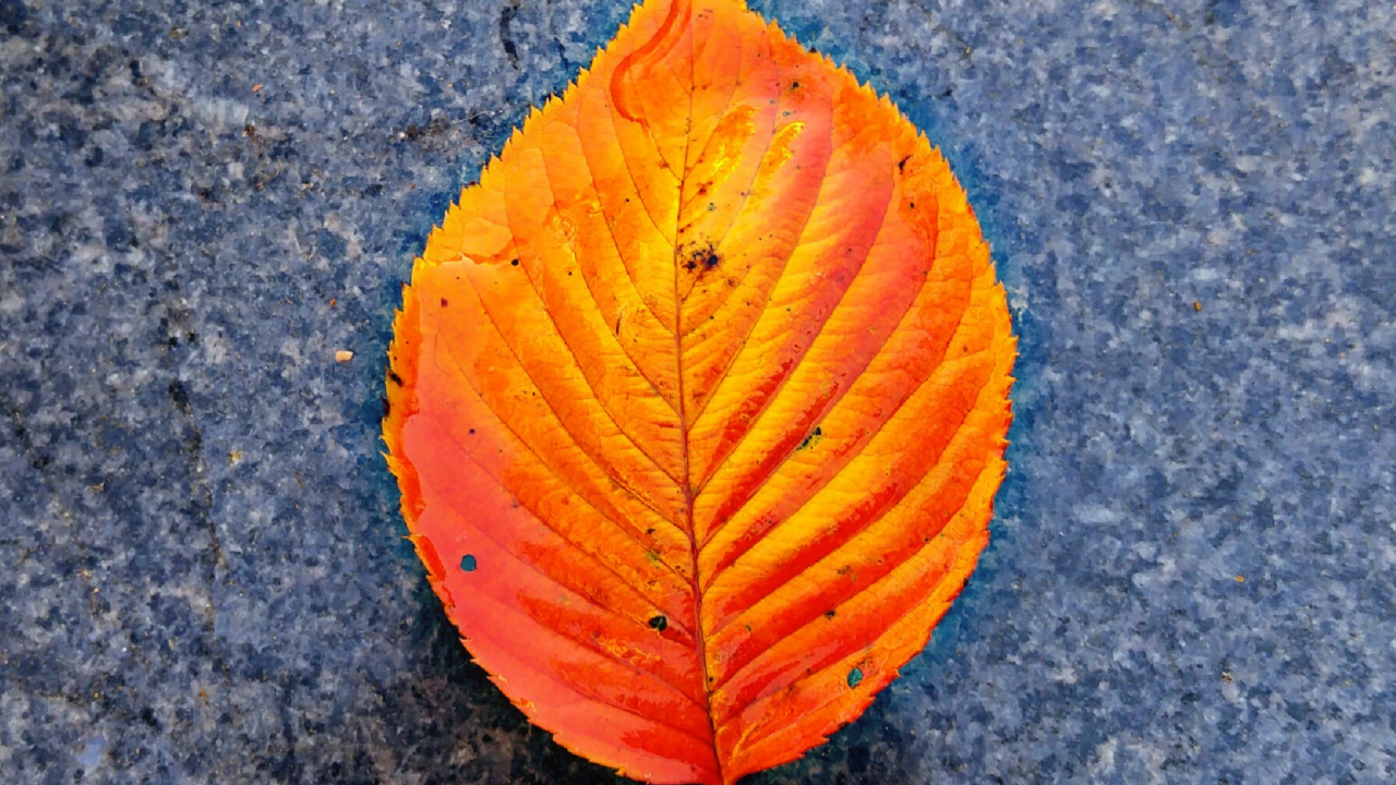 Обои крупный план, красный цвет, желтый, лист, Оранжевый цвет в разрешении 1280x720