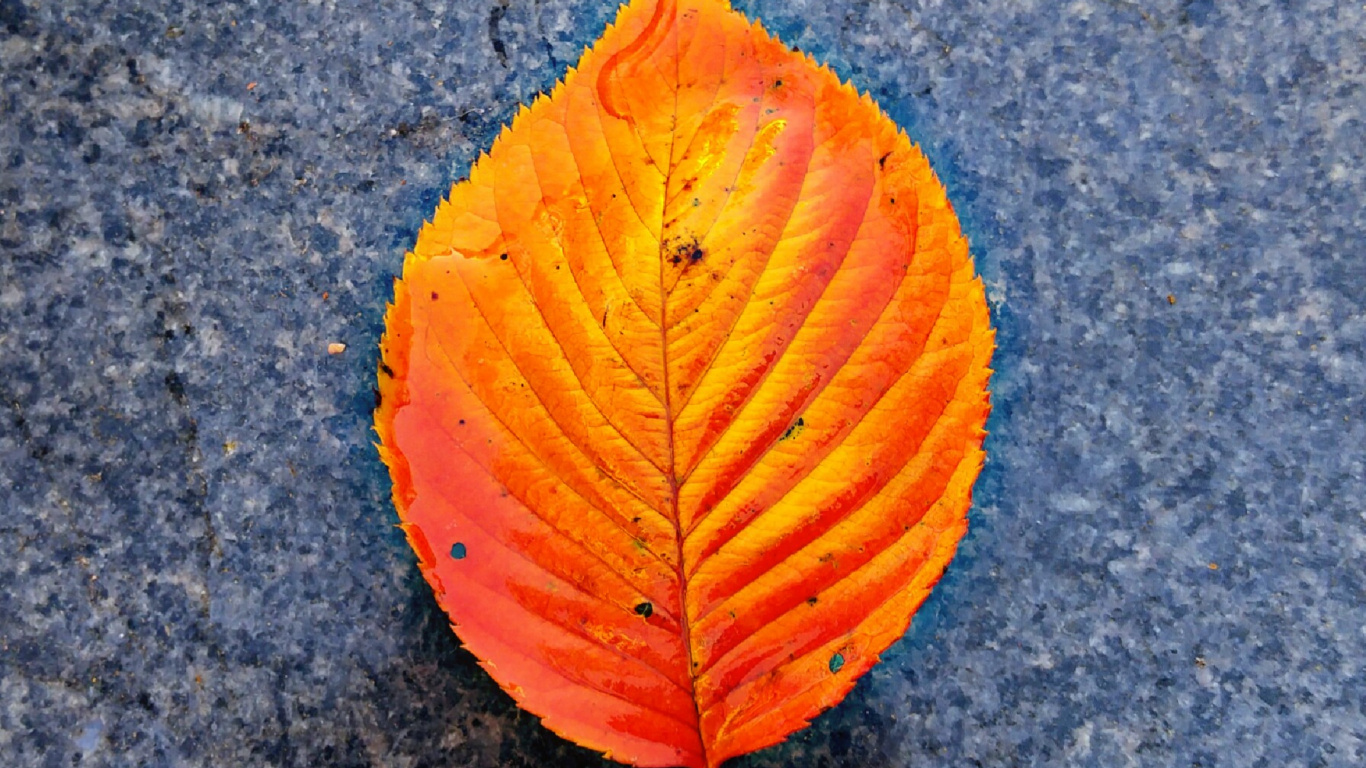 Обои крупный план, красный цвет, желтый, лист, Оранжевый цвет в разрешении 1366x768