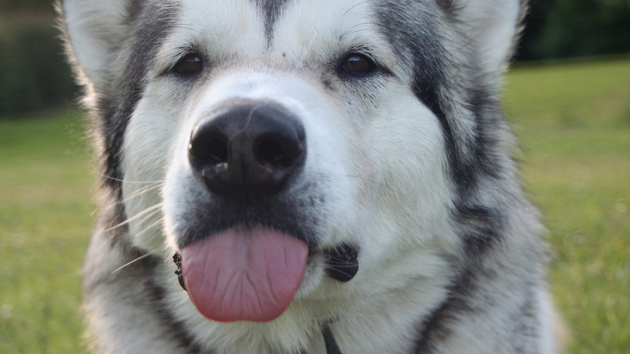 Обои щенок, аляскинский маламут, хаски, собака породы, Северная эскимосская собака в разрешении 1280x720